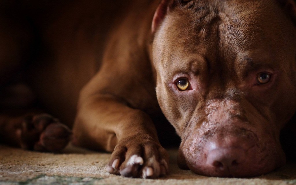 Pit Bull wallpapers HD