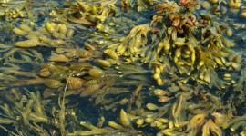 Seaweed Photo
