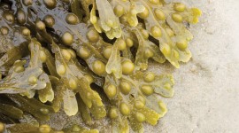 Seaweed Wallpaper Gallery