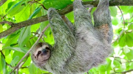 Sloth Wallpaper For PC
