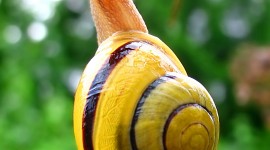 Snail Wallpaper For IPhone Free