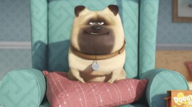 The Secret Life Of Pets Wallpaper Gallery