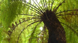 Tree Fern Wallpaper For IPhone