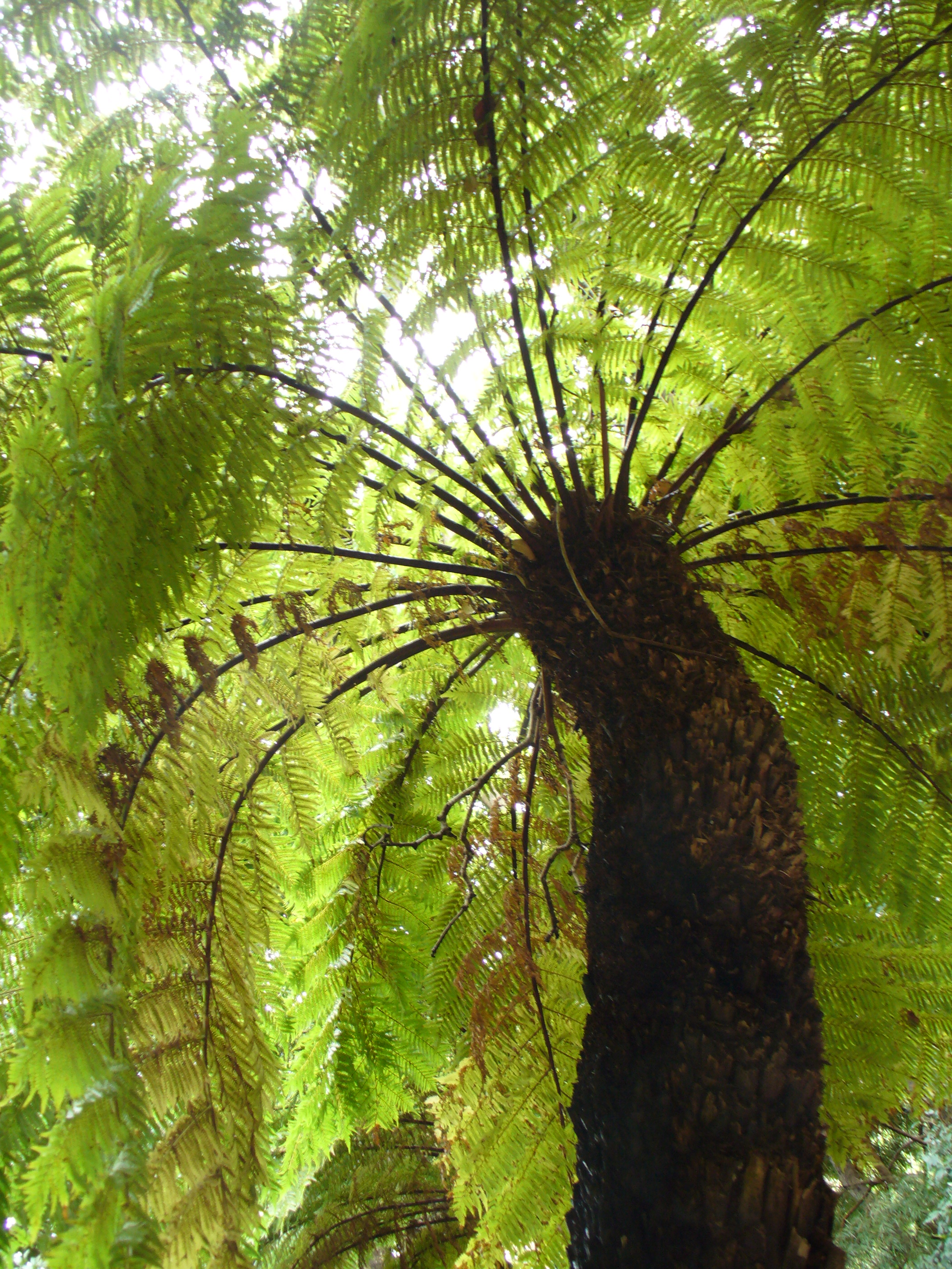 Tree Fern Wallpapers High Quality | Download Free