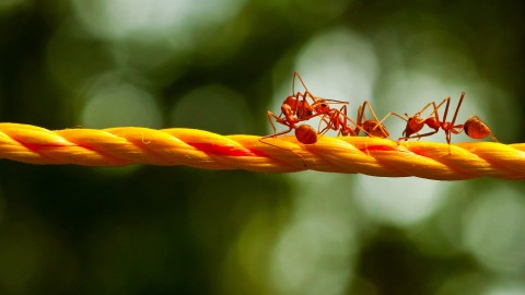4K Ants wallpapers high quality