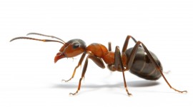 4K Ants Desktop Wallpaper For PC