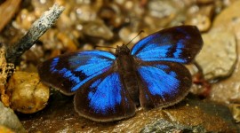 4K Butterfly Photo Download