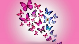 4K Butterfly Wallpaper Background