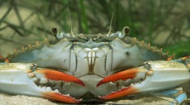 4K Crabs Best Wallpaper