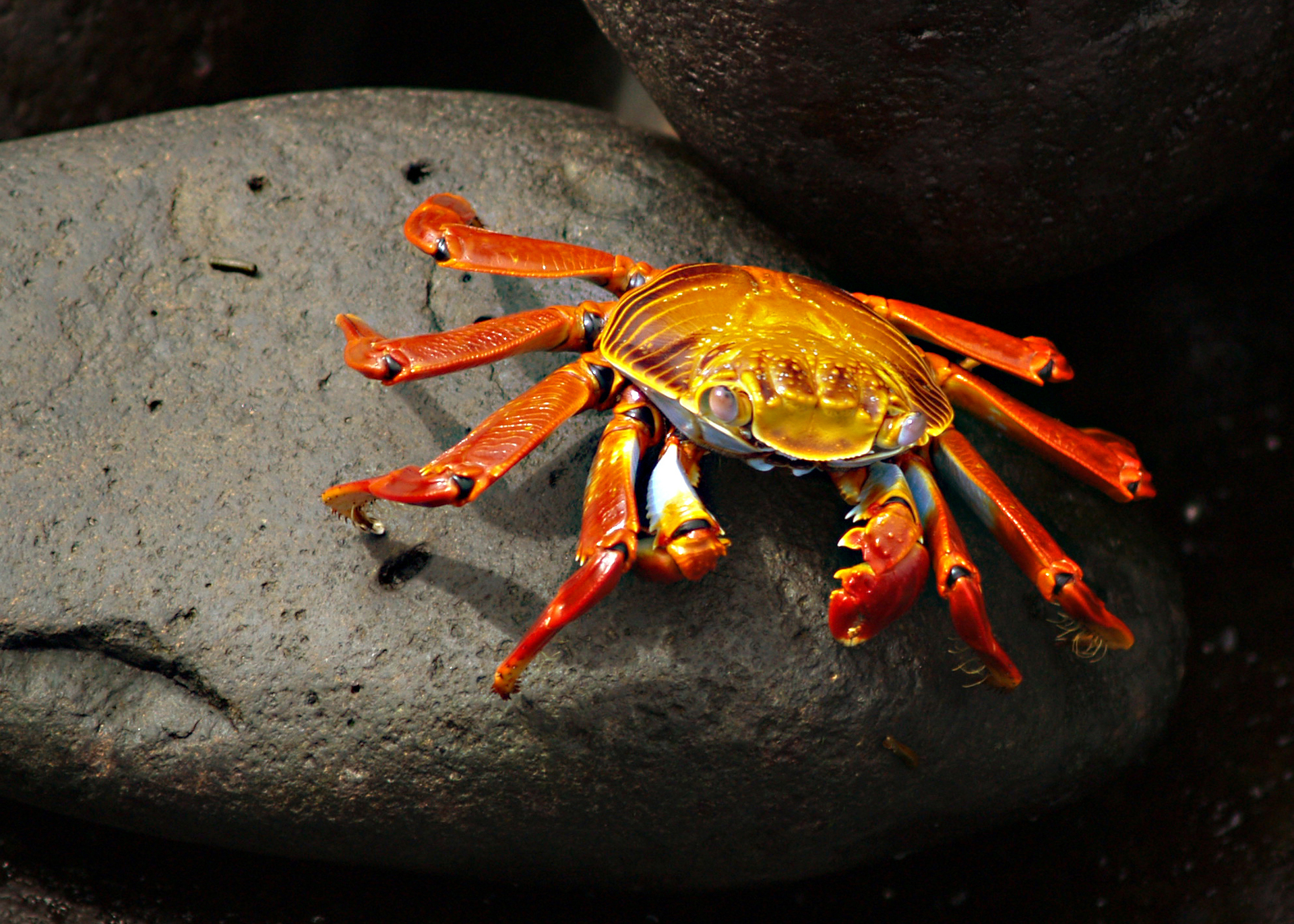 4k Crabs Wallpapers High Quality Download Free HD Wallpapers Download Free Images Wallpaper [wallpaper981.blogspot.com]