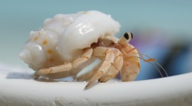 4K Crabs Photo#3
