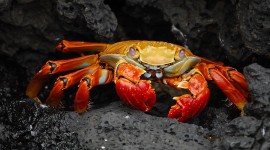 4K Crabs Wallpaper Download Free
