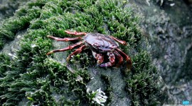 4K Crabs Wallpaper Download#1