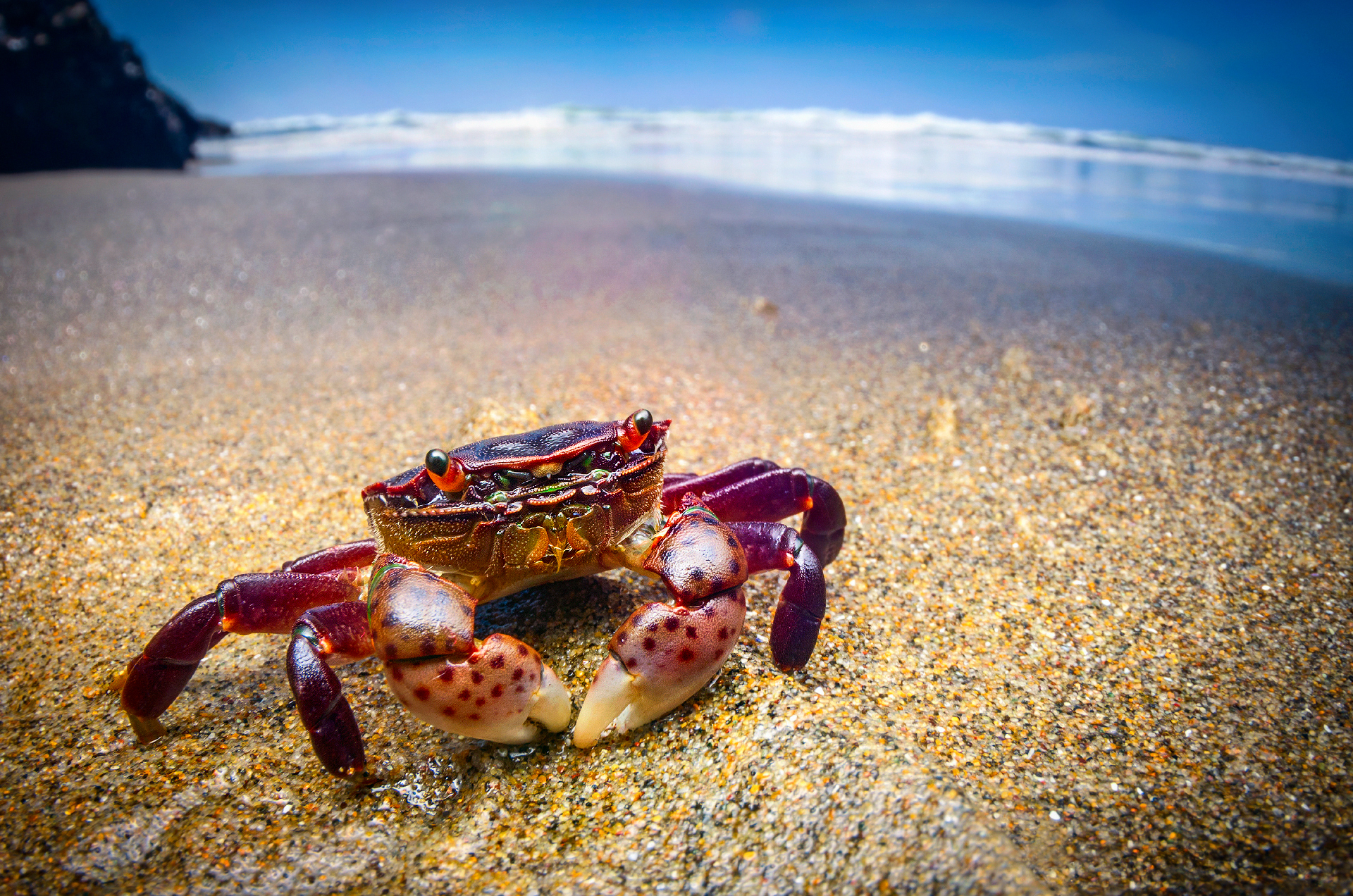 4k Crabs Wallpapers High Quality Download Free HD Wallpapers Download Free Images Wallpaper [wallpaper981.blogspot.com]