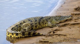 4K Crocodiles Photo
