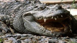 4K Crocodiles Photo#1