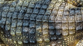 4K Crocodiles Wallpaper Background