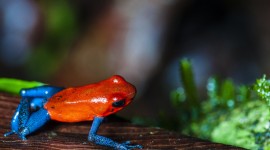4K Frogs Photo Download