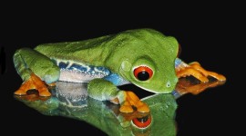 4K Frogs Photo Free