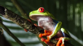 4K Frogs Wallpaper 1080p