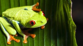4K Frogs Wallpaper