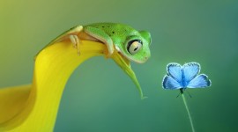 4K Frogs Wallpaper For Desktop