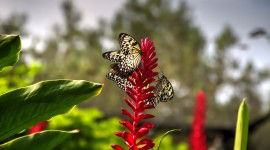 4K Insects Photo