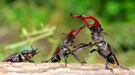 4K Insects Pics