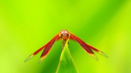 4K Insects Wallpaper Gallery