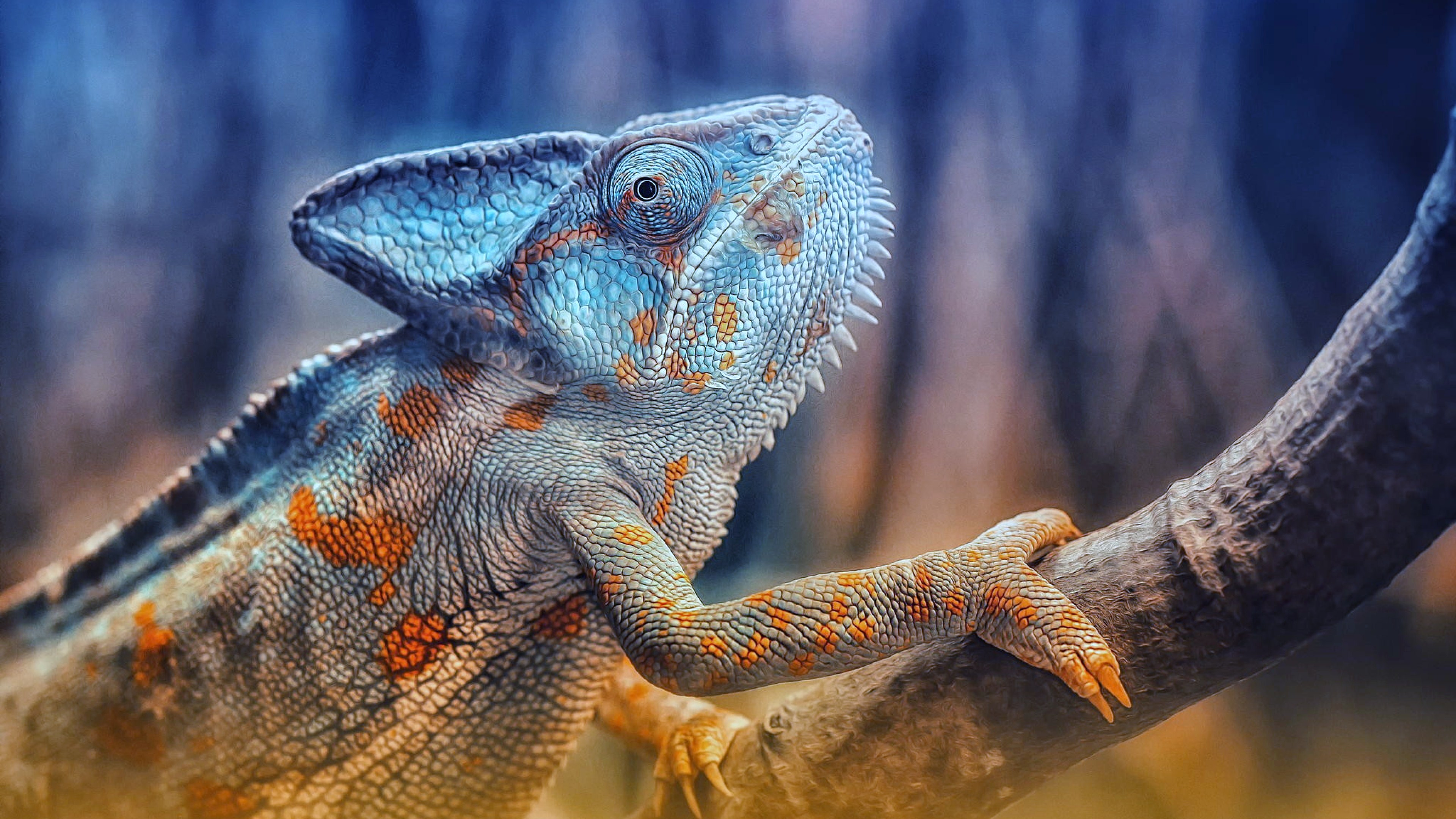 4K Lizards Wallpapers High Quality | Download Free