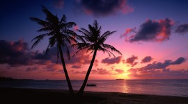 4K Palm Trees Photo Download