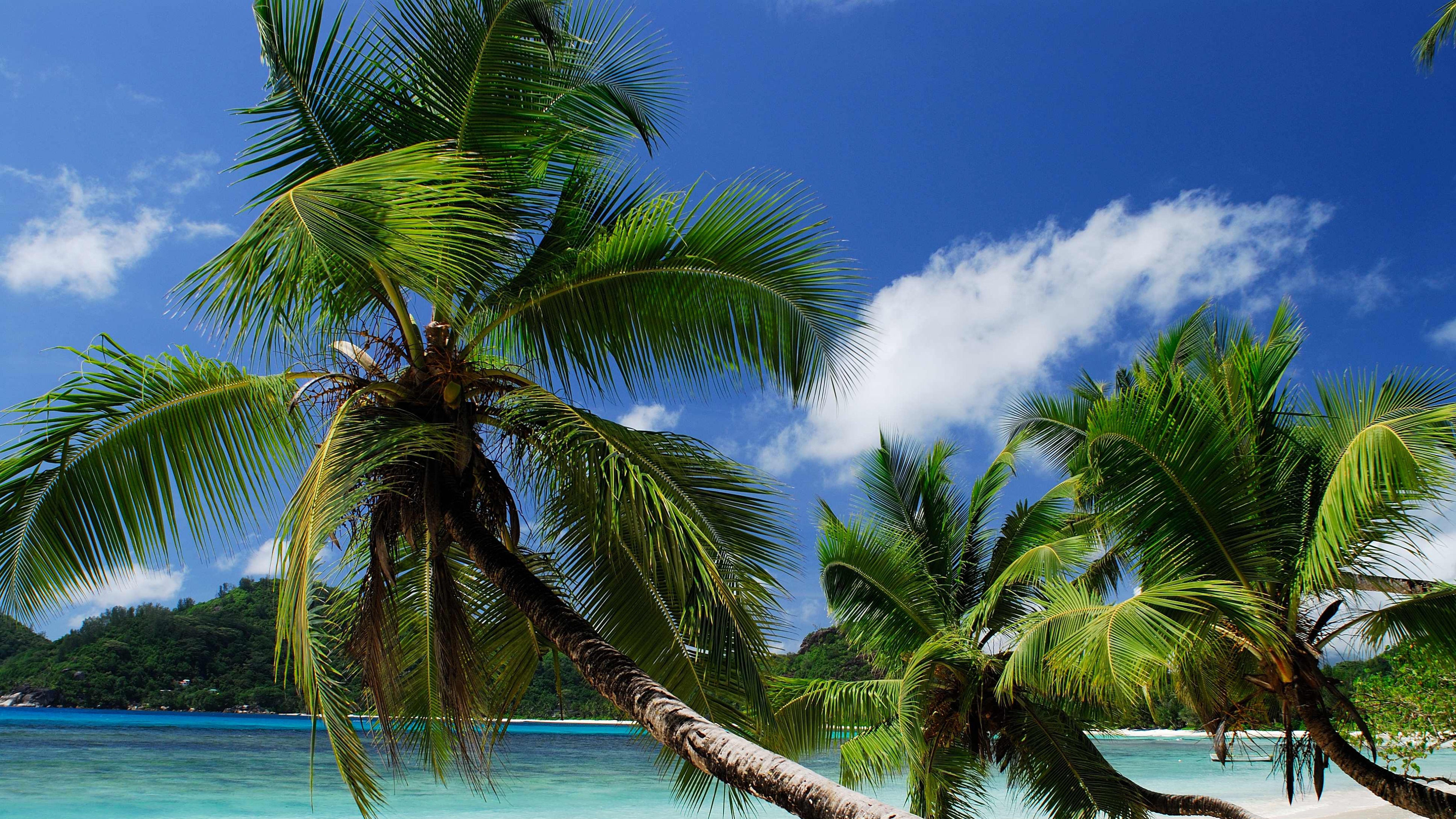 4k Palm Trees Wallpapers High Quality Download Free