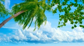 4K Palm Trees Wallpaper For PC
