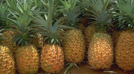 4K Pineapples Photo Download