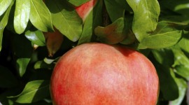 4K Pomegranate Fruit Wallpaper For IPhone#1