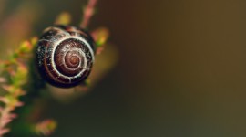 4K Snails Desktop Wallpaper
