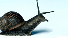 4K Snails Wallpaper 1080p
