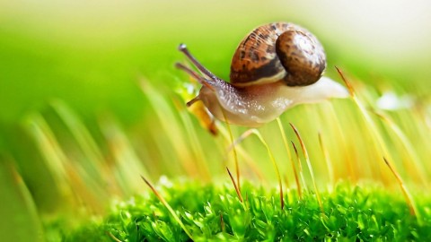 4K Snails wallpapers high quality