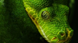 4K Snakes Best Wallpaper