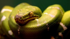 4K Snakes Desktop Wallpaper