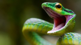 4K Snakes Desktop Wallpaper For PC