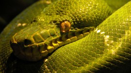4K Snakes Photo#1