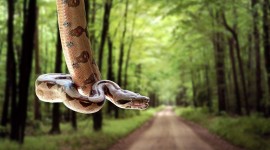 4K Snakes Wallpaper Download Free