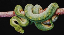 4K Snakes Wallpaper For Desktop