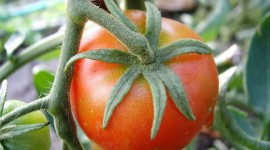 4K Tomatoes Photo
