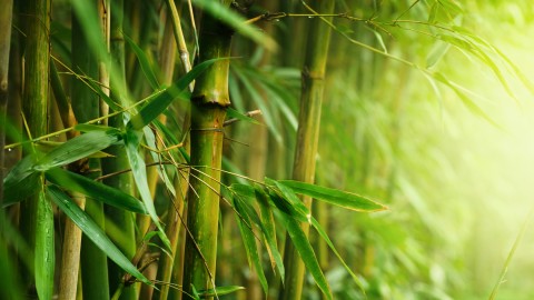 Bamboo Forest wallpapers high quality