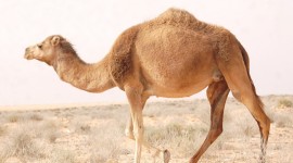 Camel Best Wallpaper