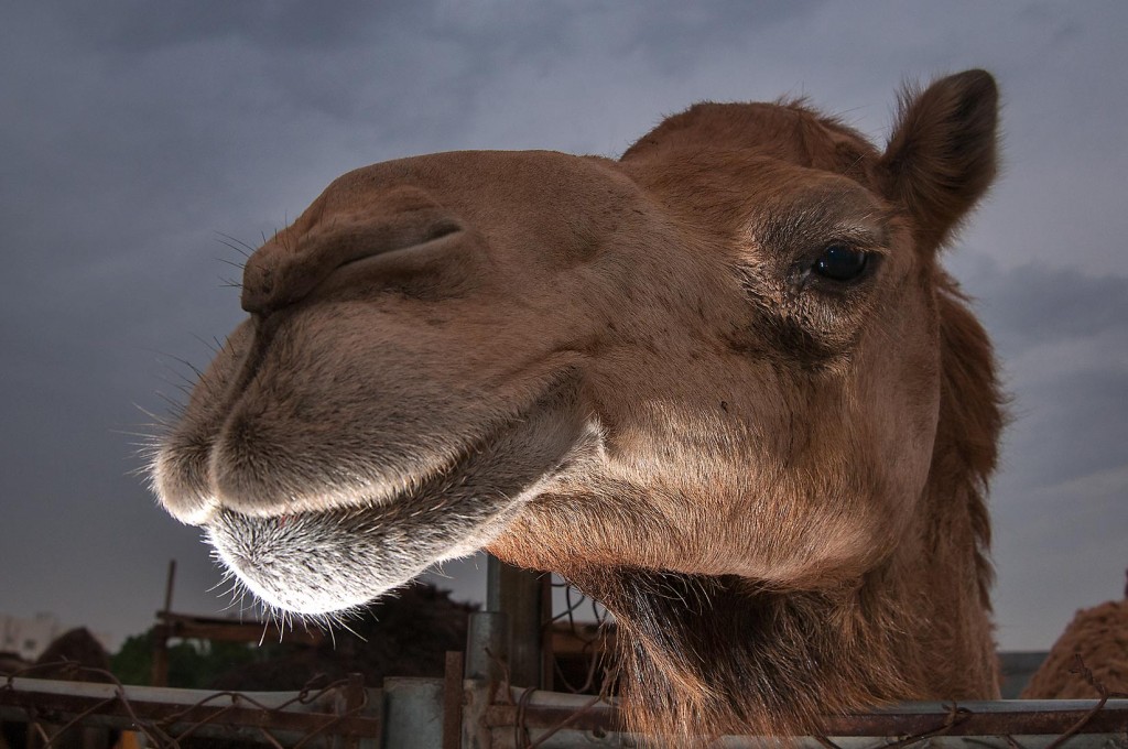 Camel wallpapers HD