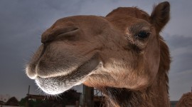 Camel Desktop Wallpaper For PC