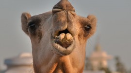 Camel Desktop Wallpaper HD